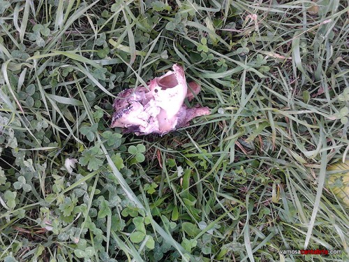 Cráneo en el prado