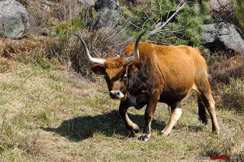 Vaca tudanca portuguesa