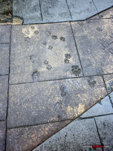 Huellas de perro en el cemento