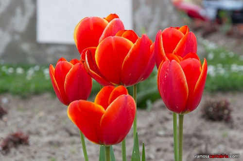 Tulipanes en Suances