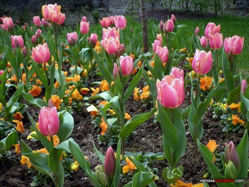 Tulipanes en Santander