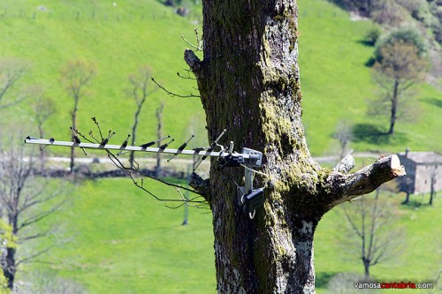 Antena en el árbol II