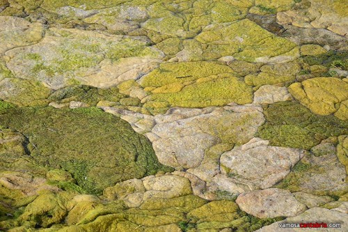 Algas en la superficie