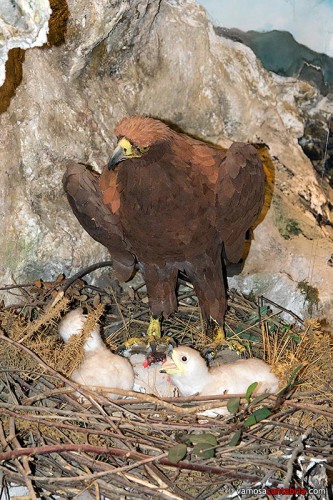 Aguila en el nido