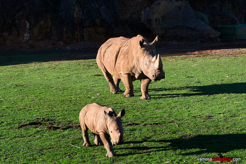 Cria de rinoceronte en Cabárceno I
