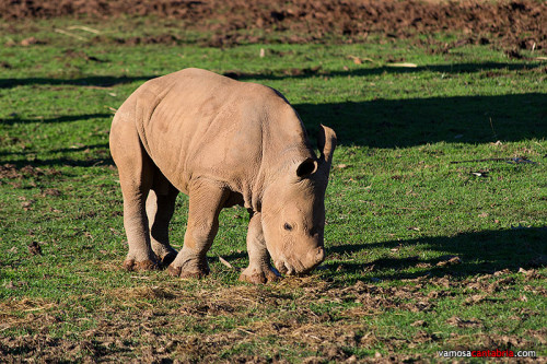 Cria de rinoceronte en Cabárceno III