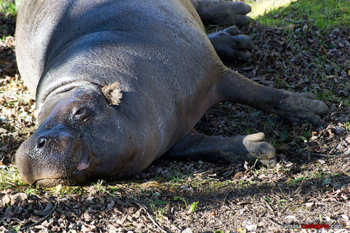 Hipopótamo en Cabárceno
