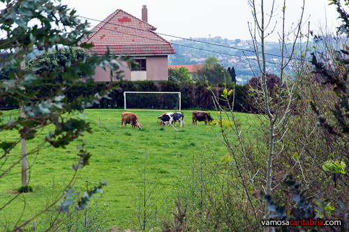 Vacas futboleras