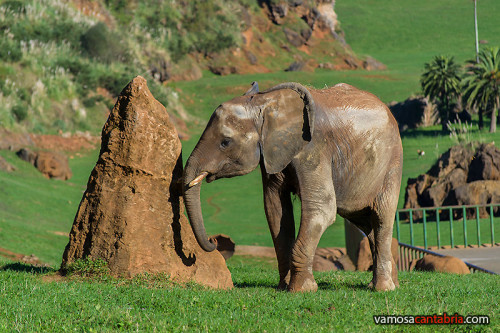 Elefante en Cabárceno