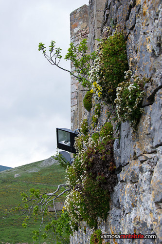 Vegetación en las paredes del castillo
