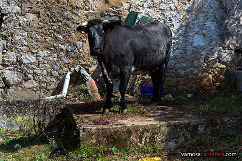 Vaca en pedestal