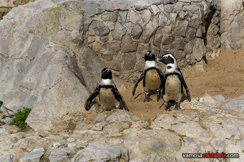 Pinguinos de la Magdalena