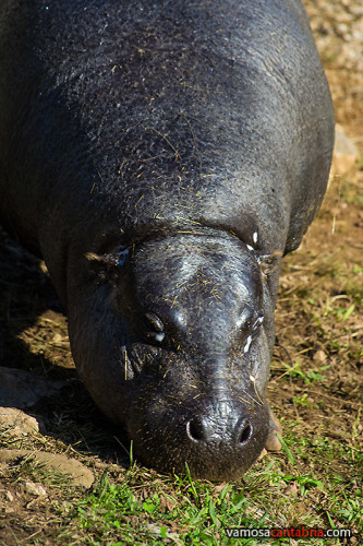 Hipopótamo en Cabárceno I