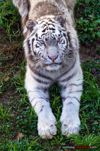 Tigre albino II