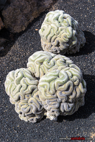 Cactus cerebrito